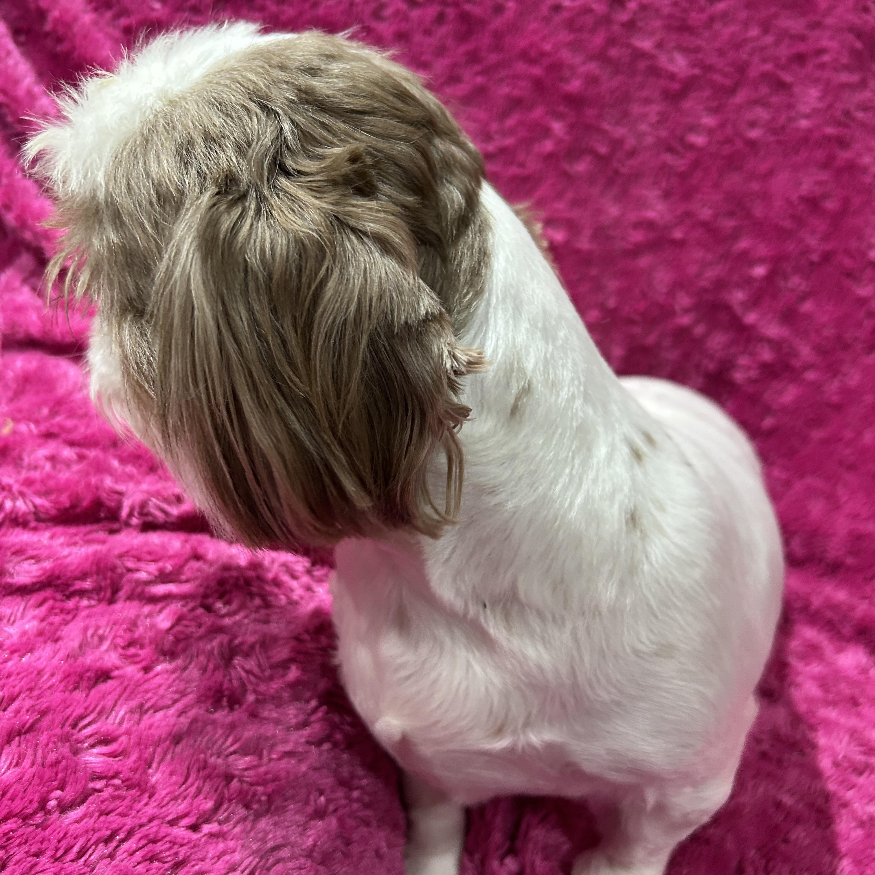 Enlarge Annie Shih Tzu (darker brown), a ADOPTABLE Shih Tzu in Sarasota, FL image 5/5