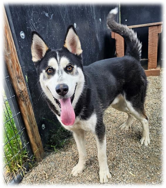 BRIAN, Adoptable, Young Male Siberian Husky.