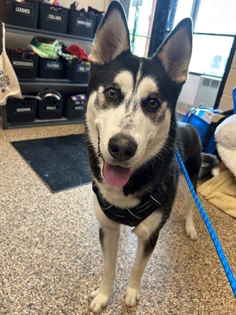 BRIAN, Adoptable, Young Male Siberian Husky.