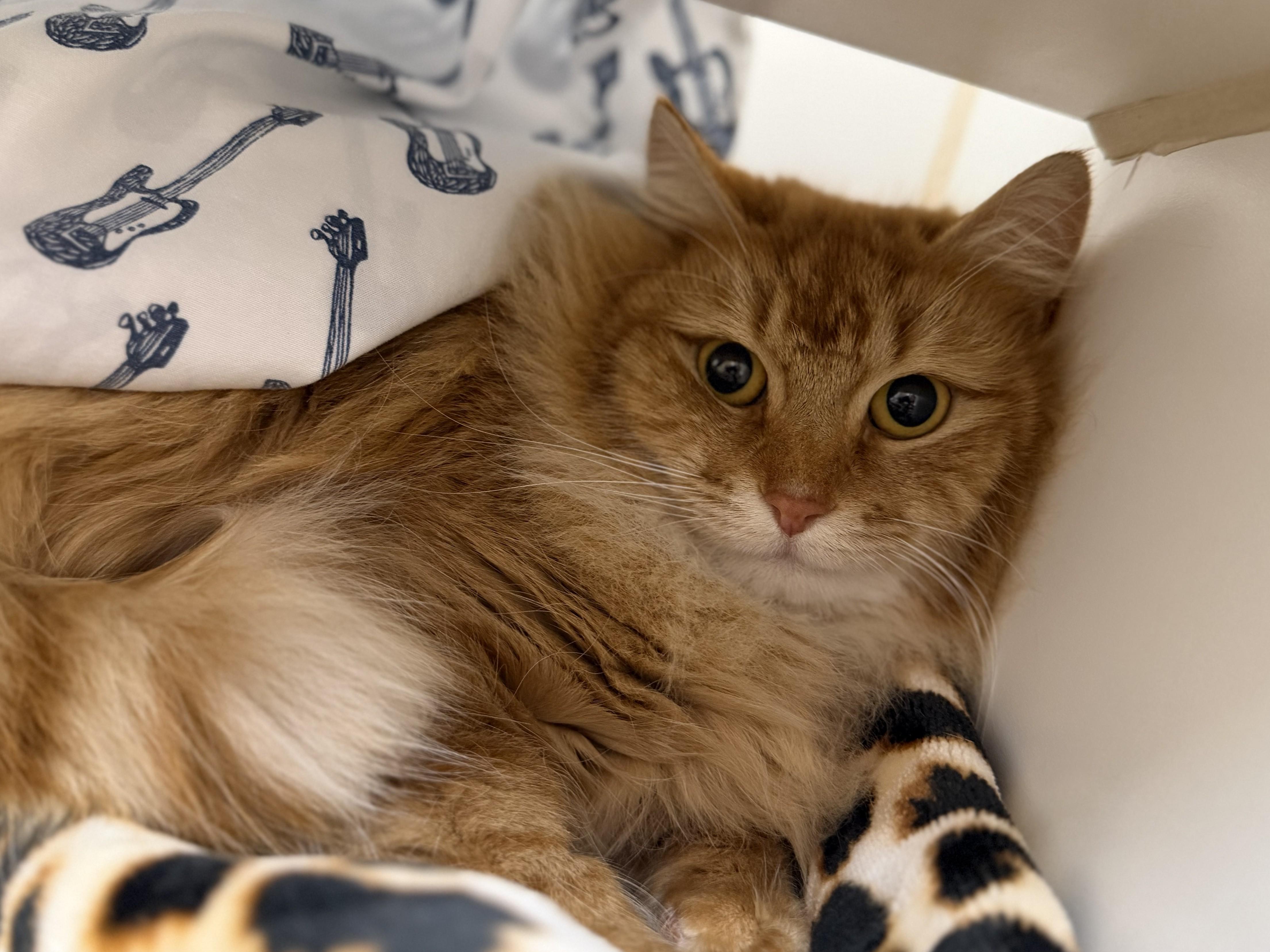 Enlarge Winnie, an adopted Domestic Long Hair in Reisterstown, MD image 1/1