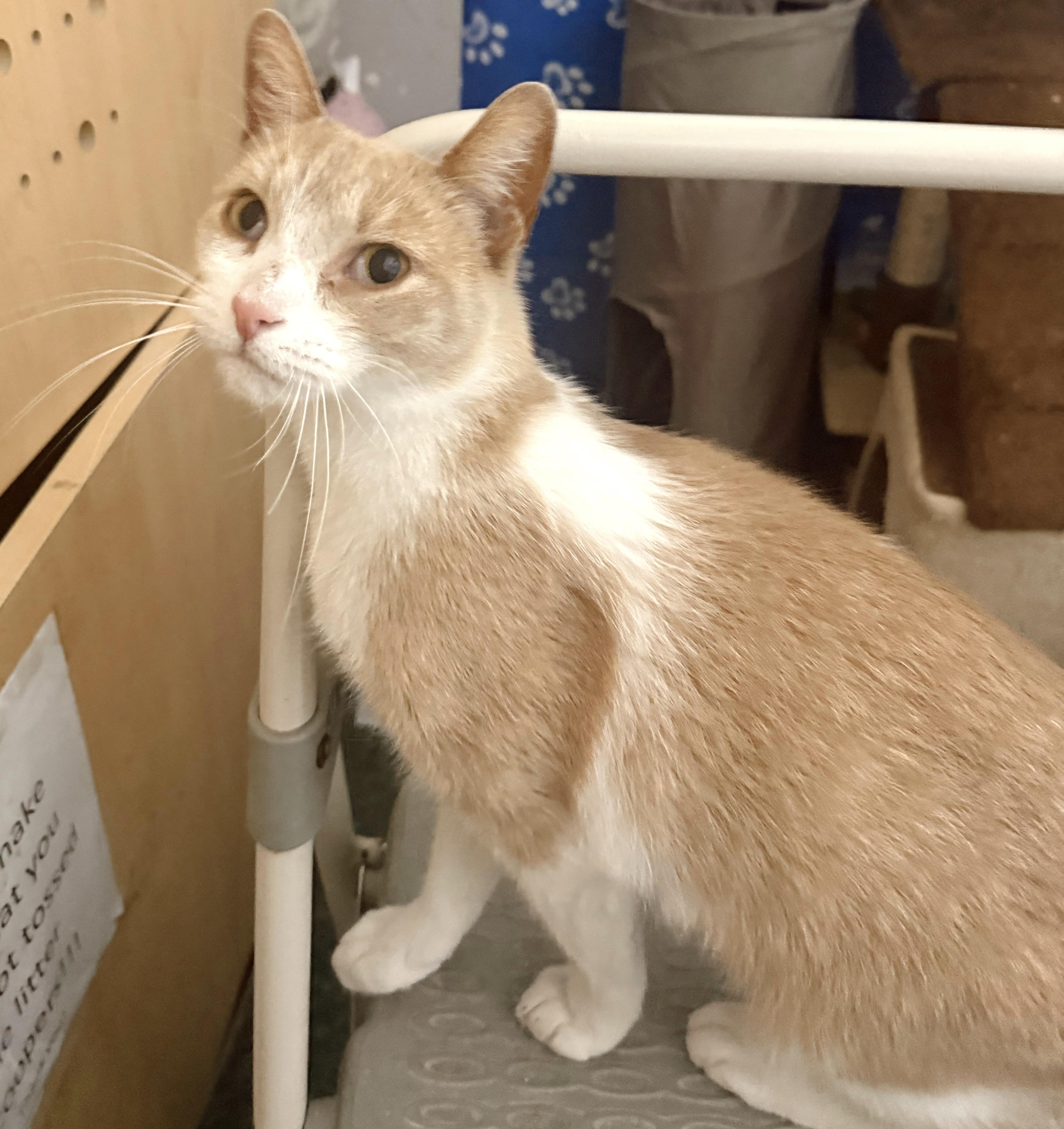 Enlarge Shortbread, a Adopted Tabby in Philadelphia, PA image 5/6