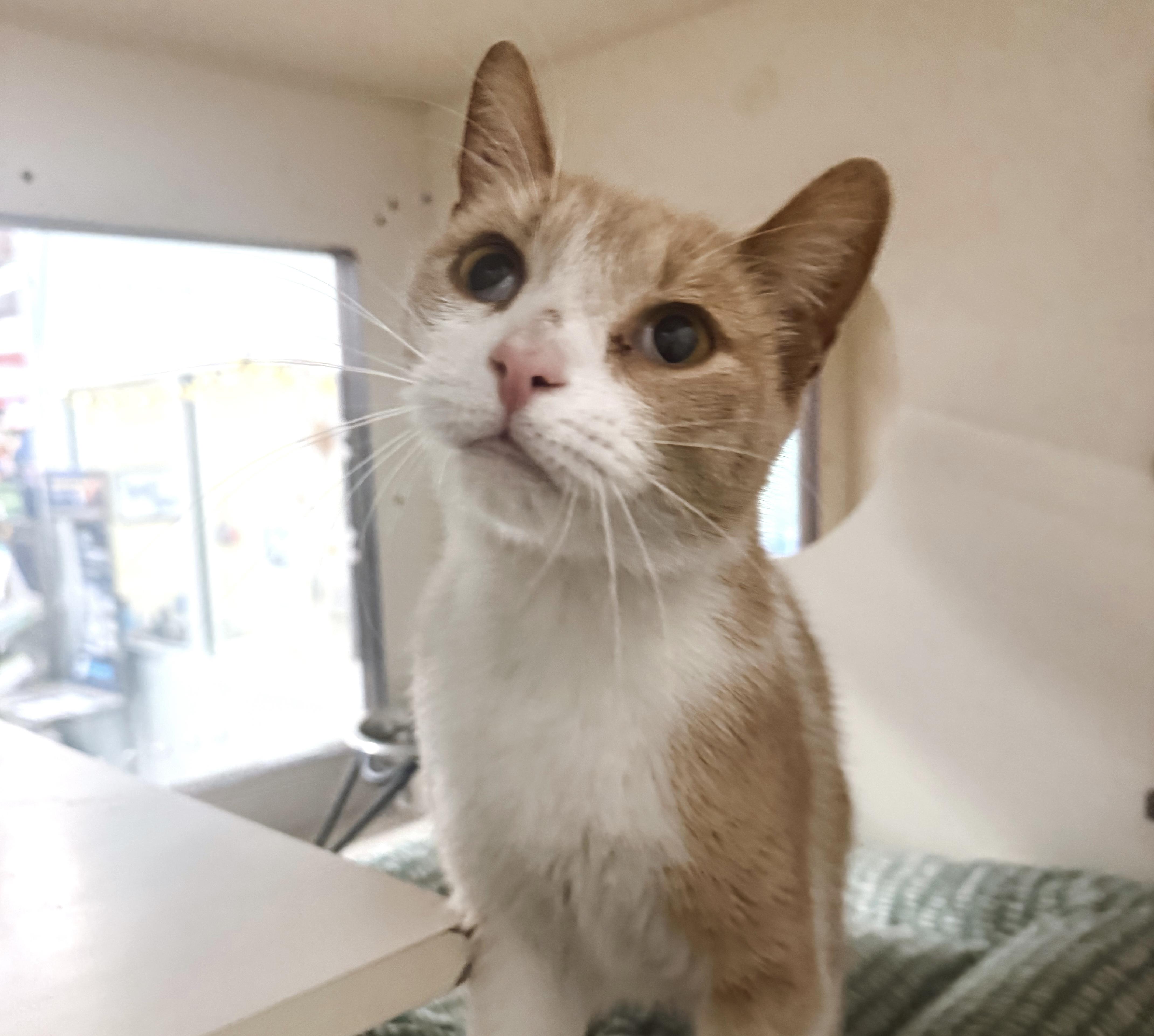 Enlarge Shortbread, a Adopted Tabby in Philadelphia, PA image 6/6
