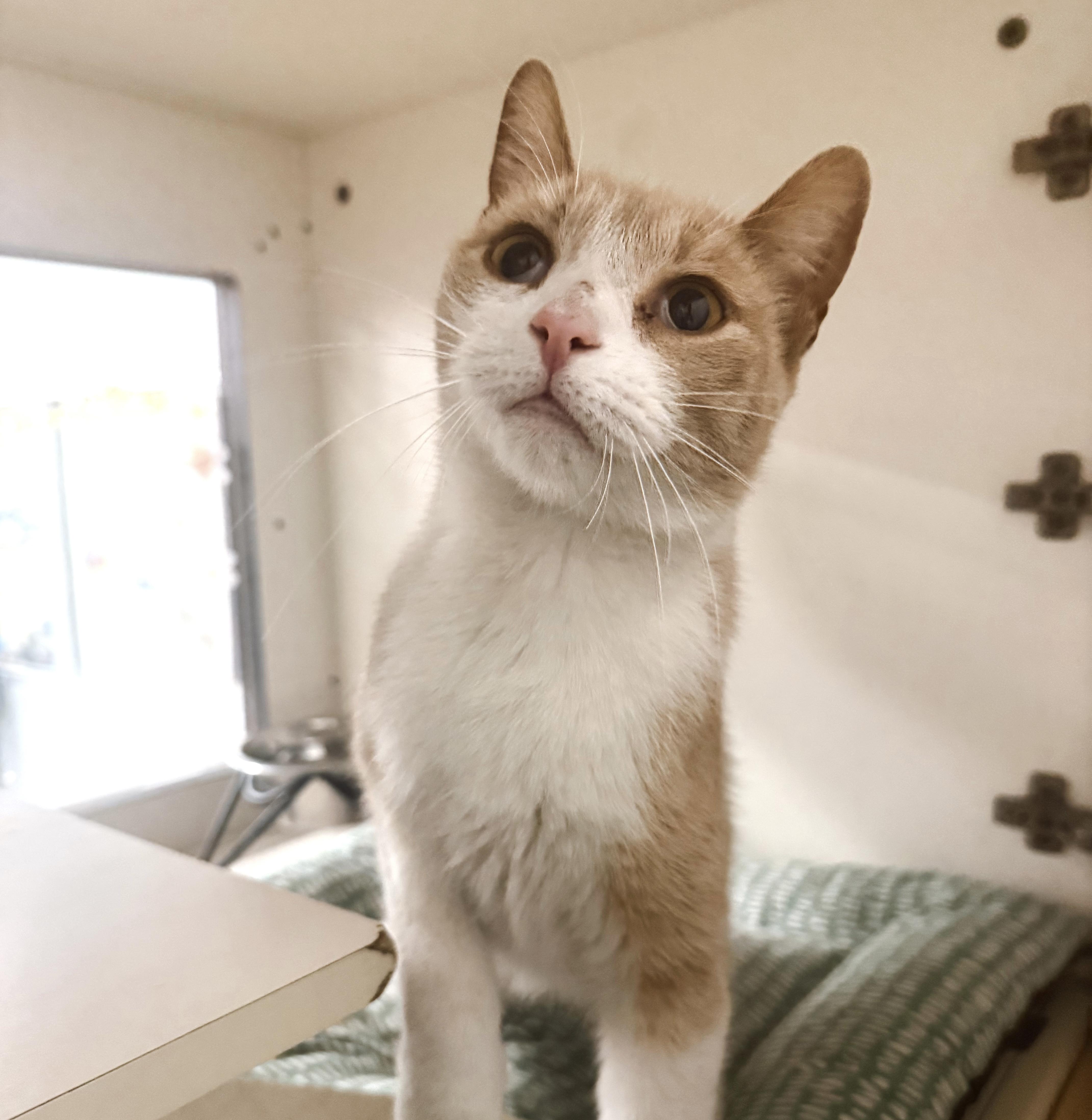 Shortbread, Adopted, Young Male Tabby.