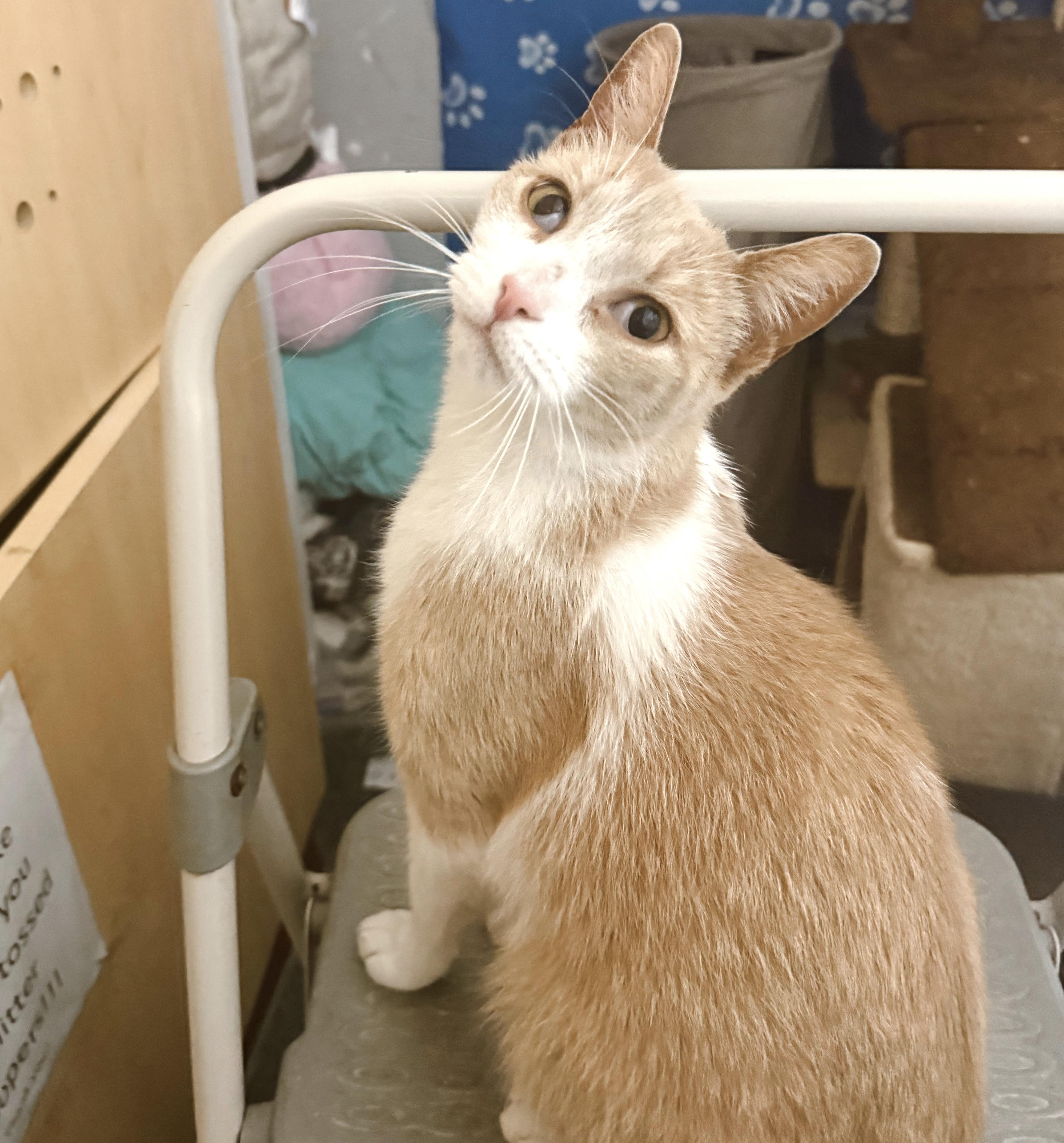 Enlarge Shortbread, a Adopted Tabby in Philadelphia, PA image 2/6