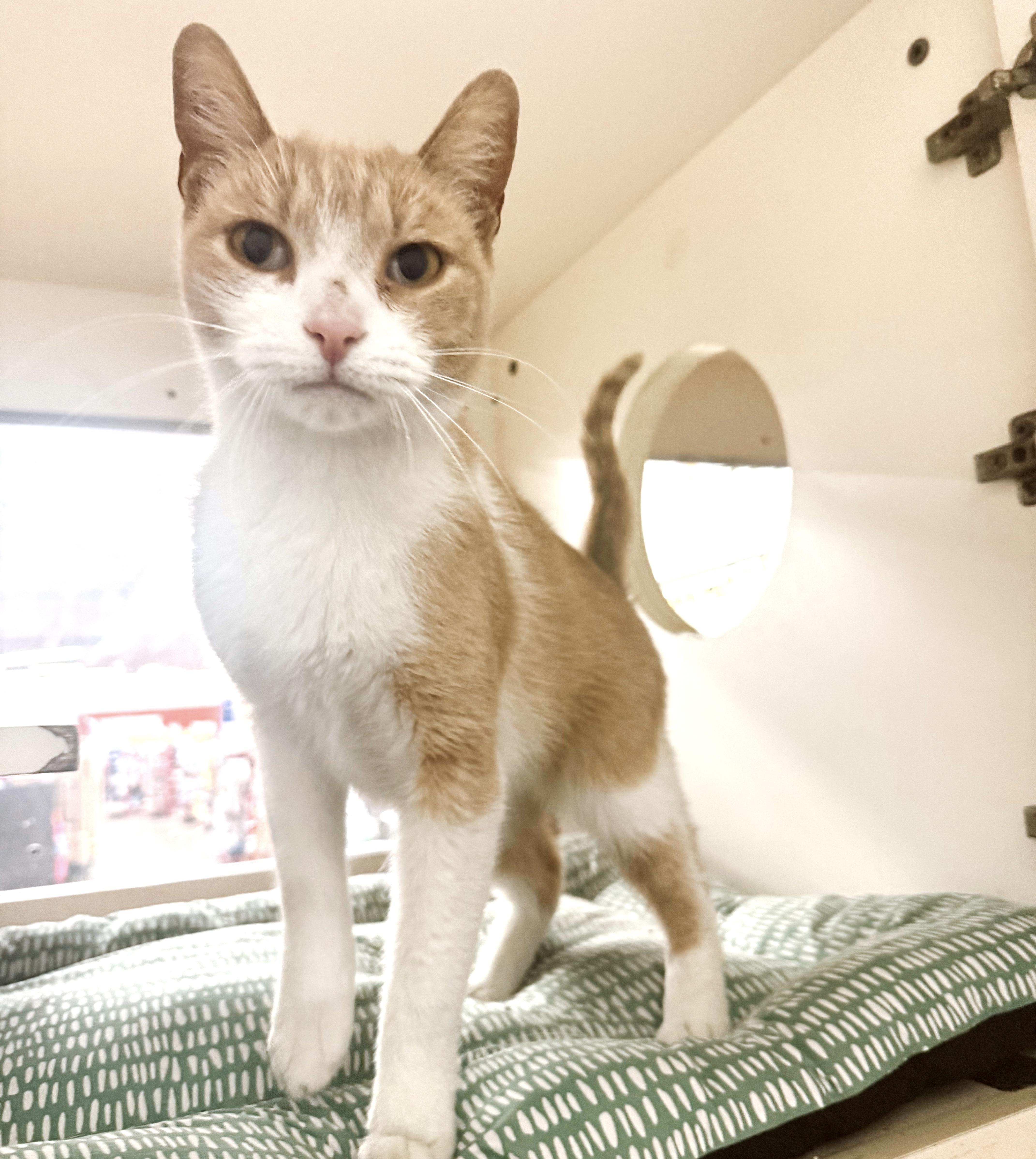 Enlarge Shortbread, a Adopted Tabby in Philadelphia, PA image 4/6