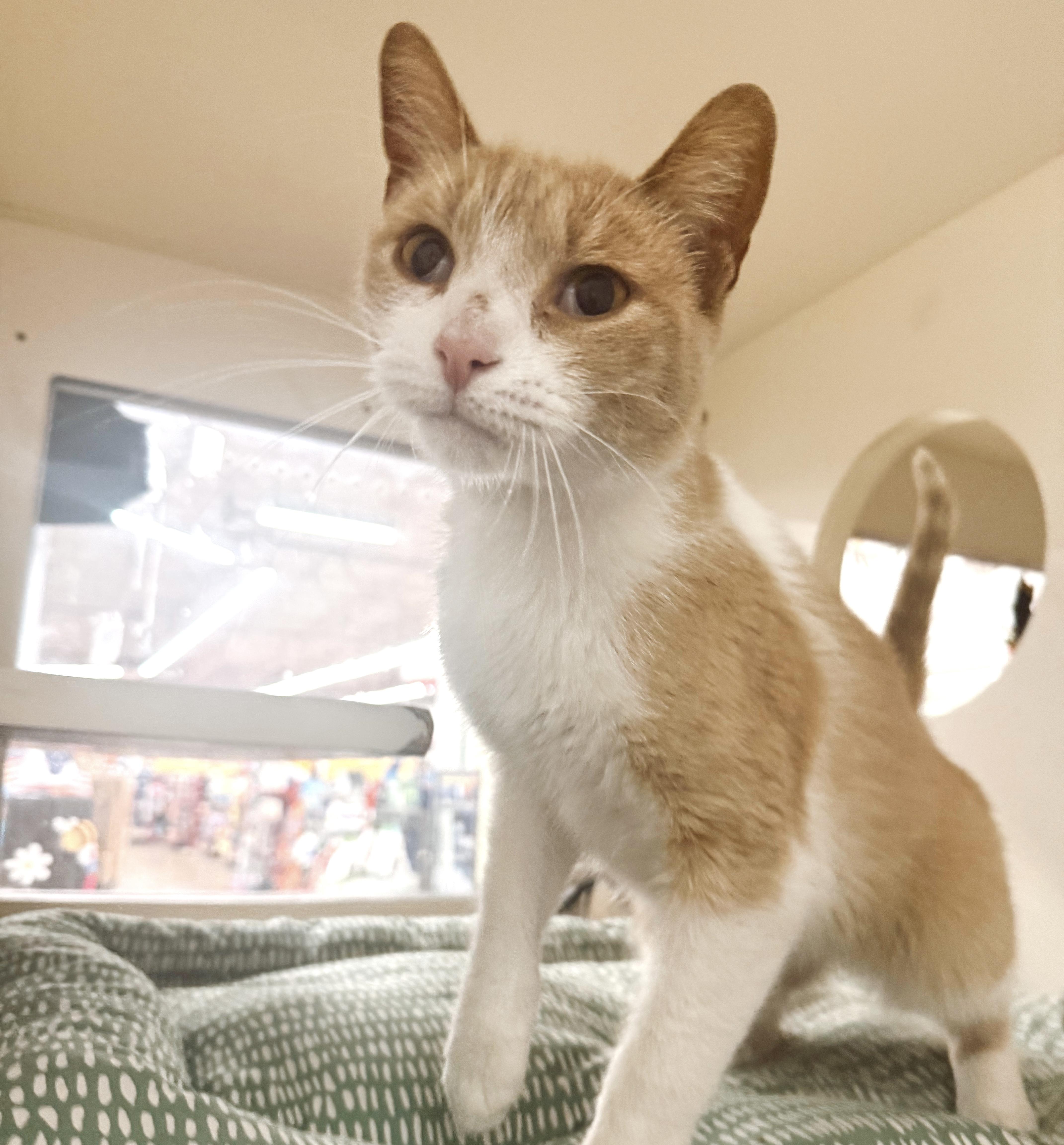 Enlarge Shortbread, a Adopted Tabby in Philadelphia, PA image 3/6