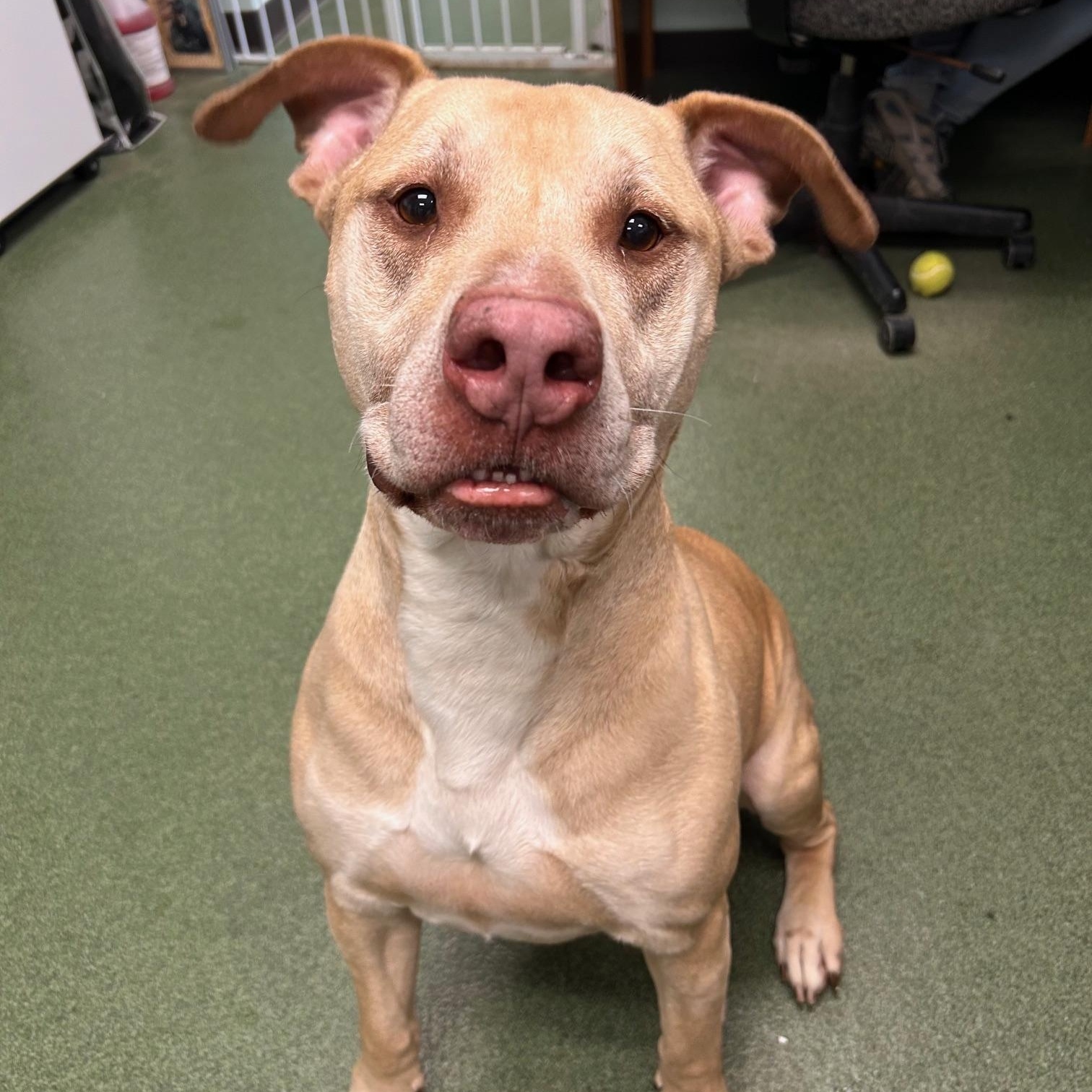 Toby, Adoptable, Adult Male Pit Bull Terrier & Yellow Labrador Retriever.