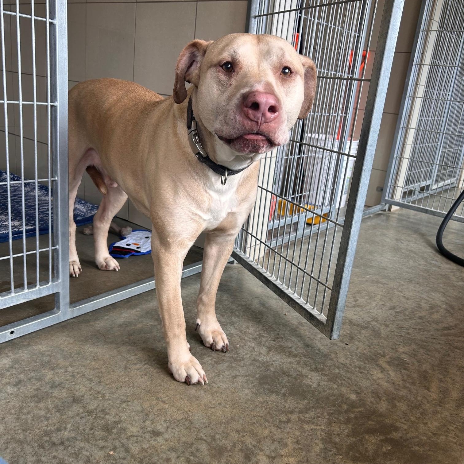 Toby, a Adoptable mixed breed in Seneca, PA image 5/5