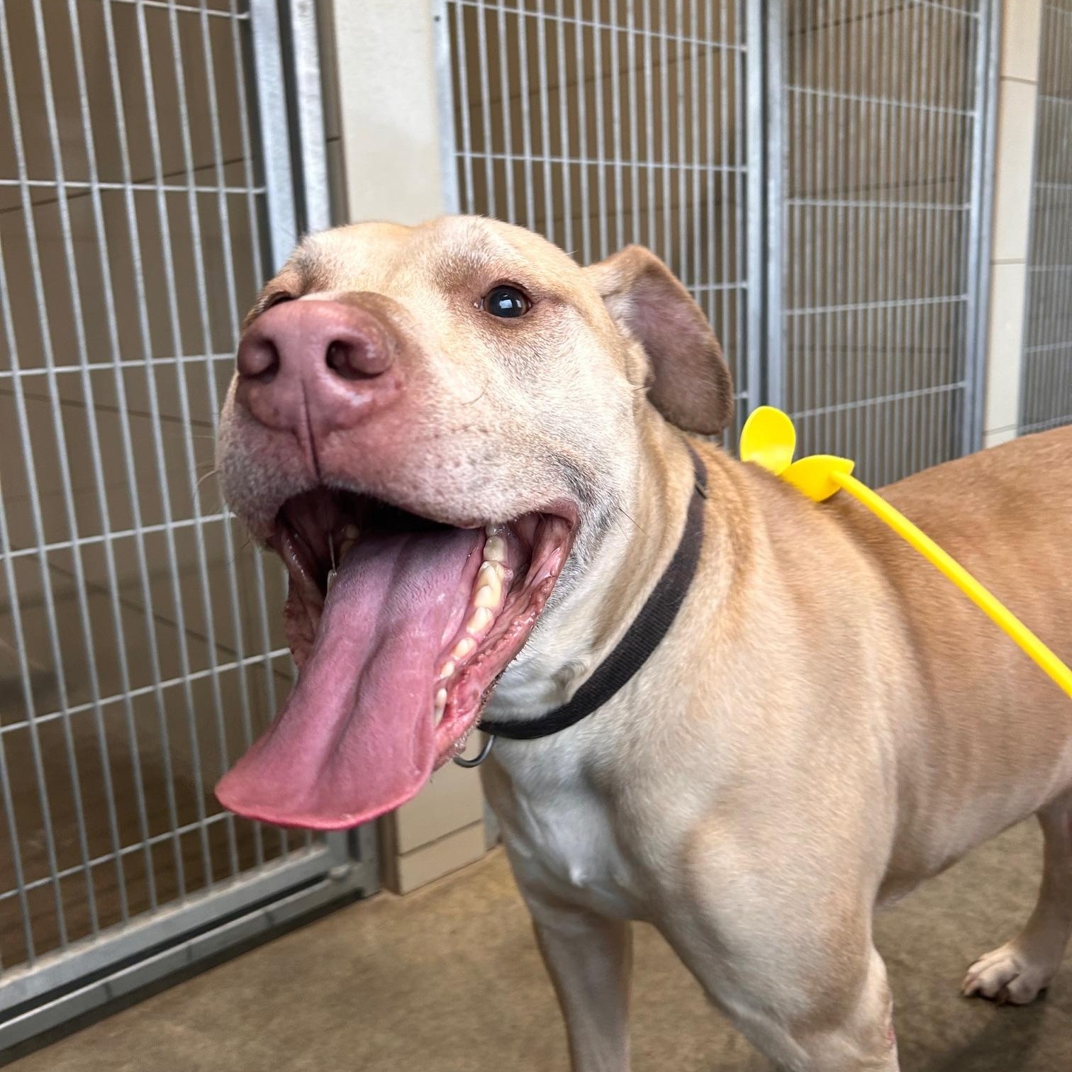 Toby, a Adoptable mixed breed in Seneca, PA image 3/5