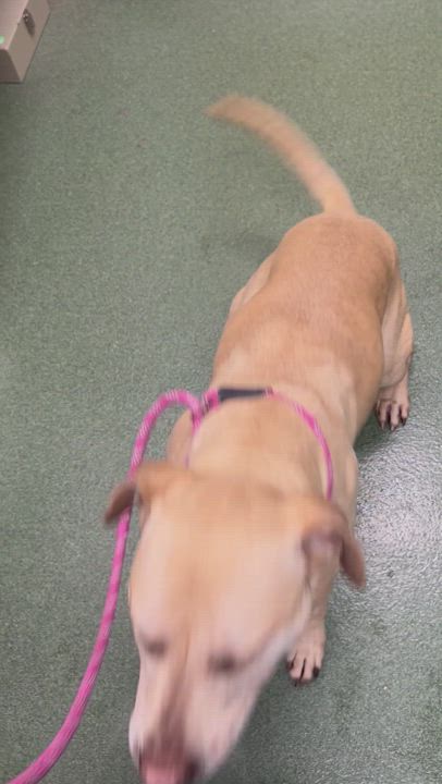 Enlarge Toby, a Adoptable mixed breed in Seneca, PA video 4/5