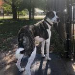 Woody, an adoptable Great Pyrenees in Boyne City, MI, 49712 | Photo Image 1