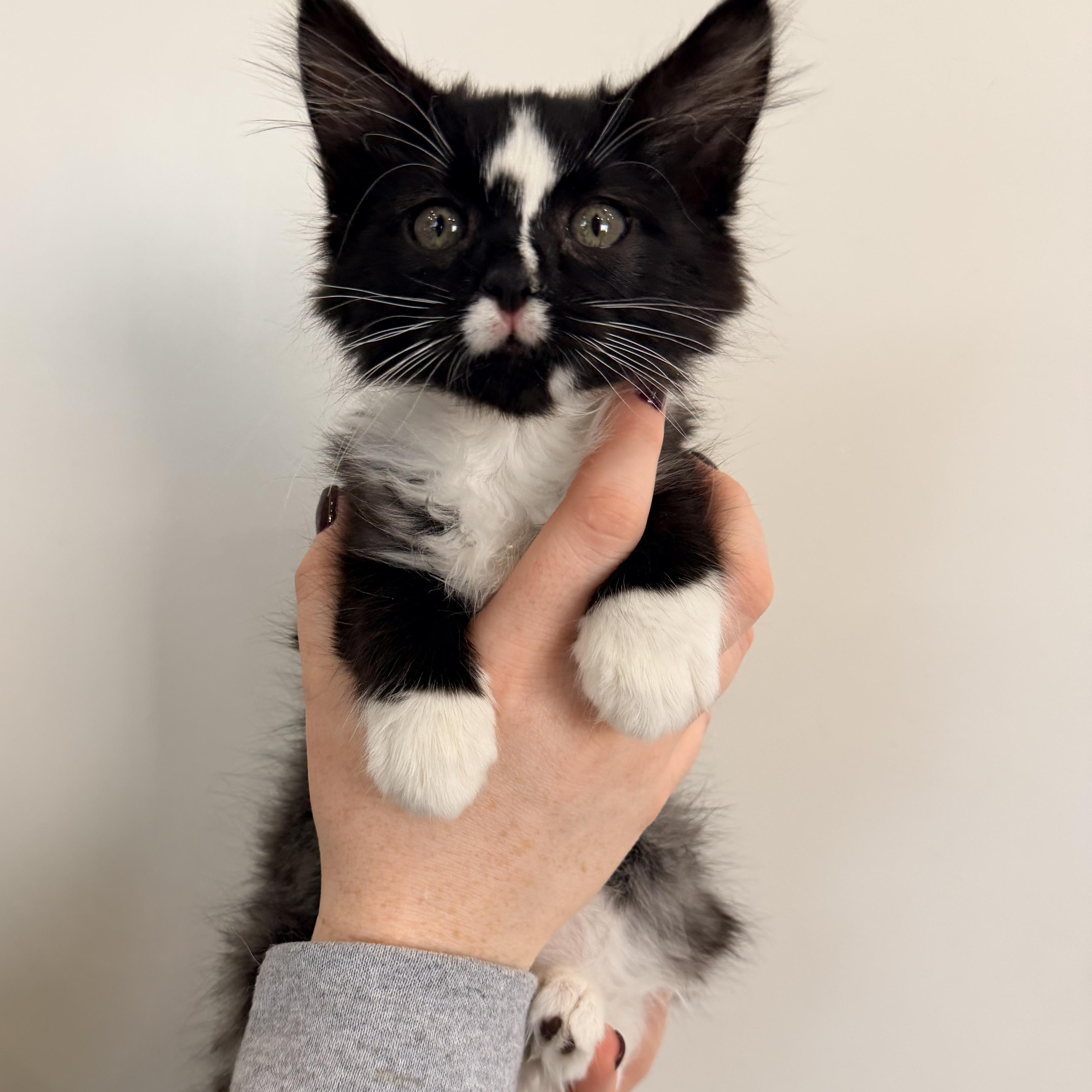 Yin, Adoptable, Kitten Female Tuxedo.