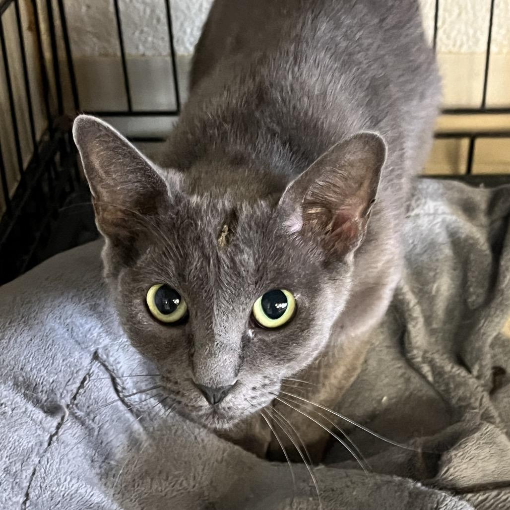 Green Bean, Adoptable, Adult Female Domestic Short Hair.