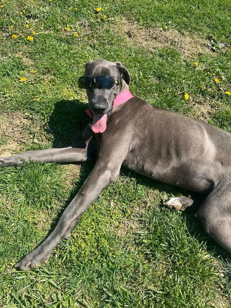 Luna Grace, Adoptable, Adult Female Great Dane.