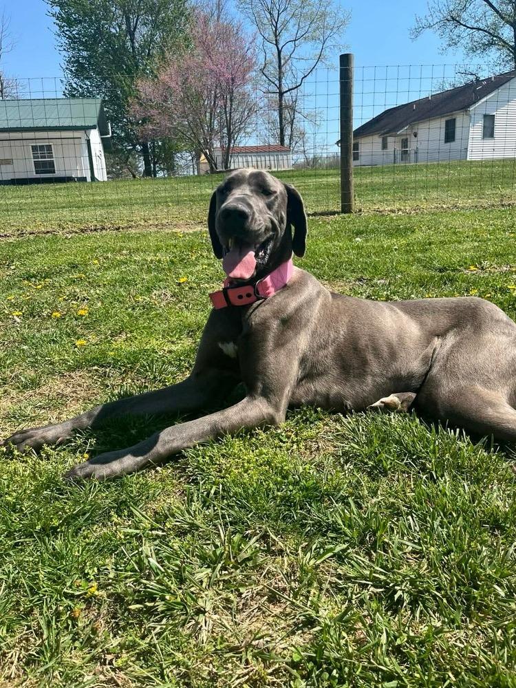 Enlarge Luna Grace, a Adoptable Great Dane in Osgood, IN image 2/4