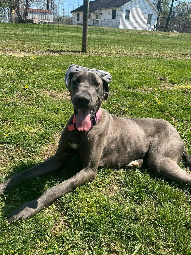 Enlarge Luna Grace, a Adoptable Great Dane in Osgood, IN image 3/4