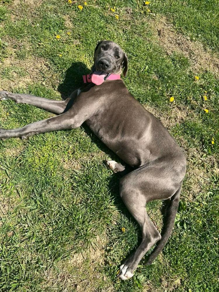 Enlarge Luna Grace, a Adoptable Great Dane in Osgood, IN image 4/4
