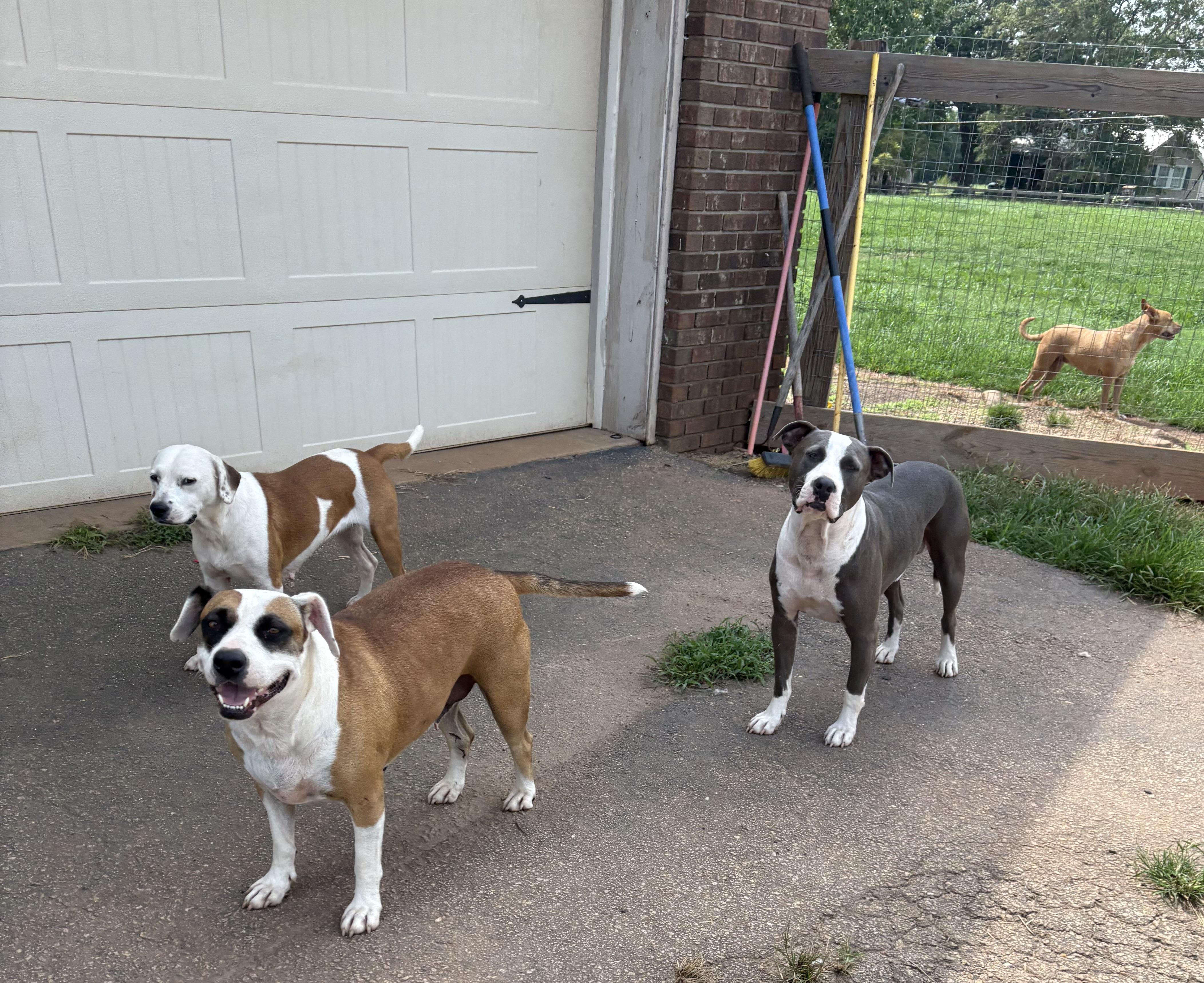 Henry, a ADOPTABLE American Bulldog in Williamston, SC image 3/4