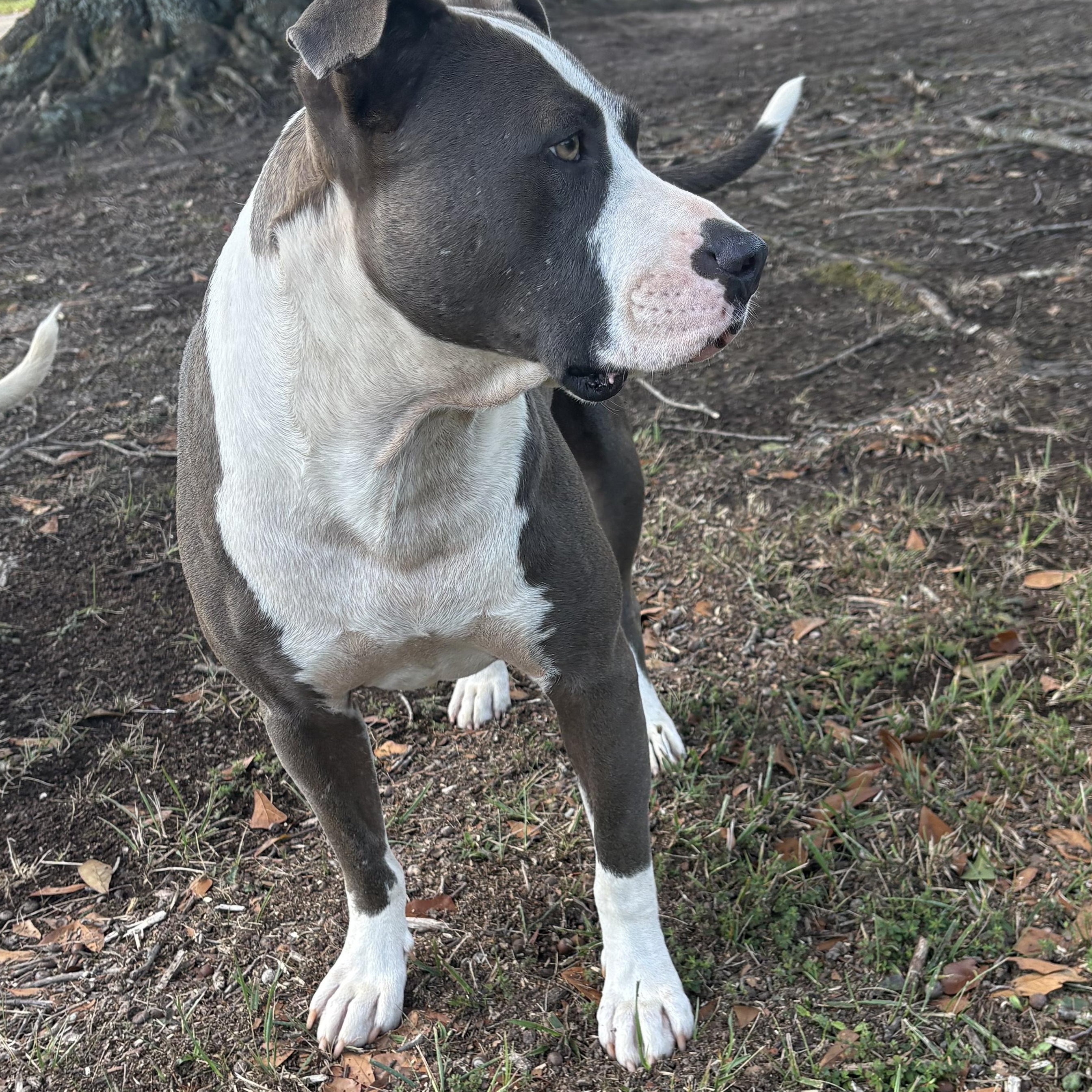 Henry, a ADOPTABLE American Bulldog in Williamston, SC image 2/4