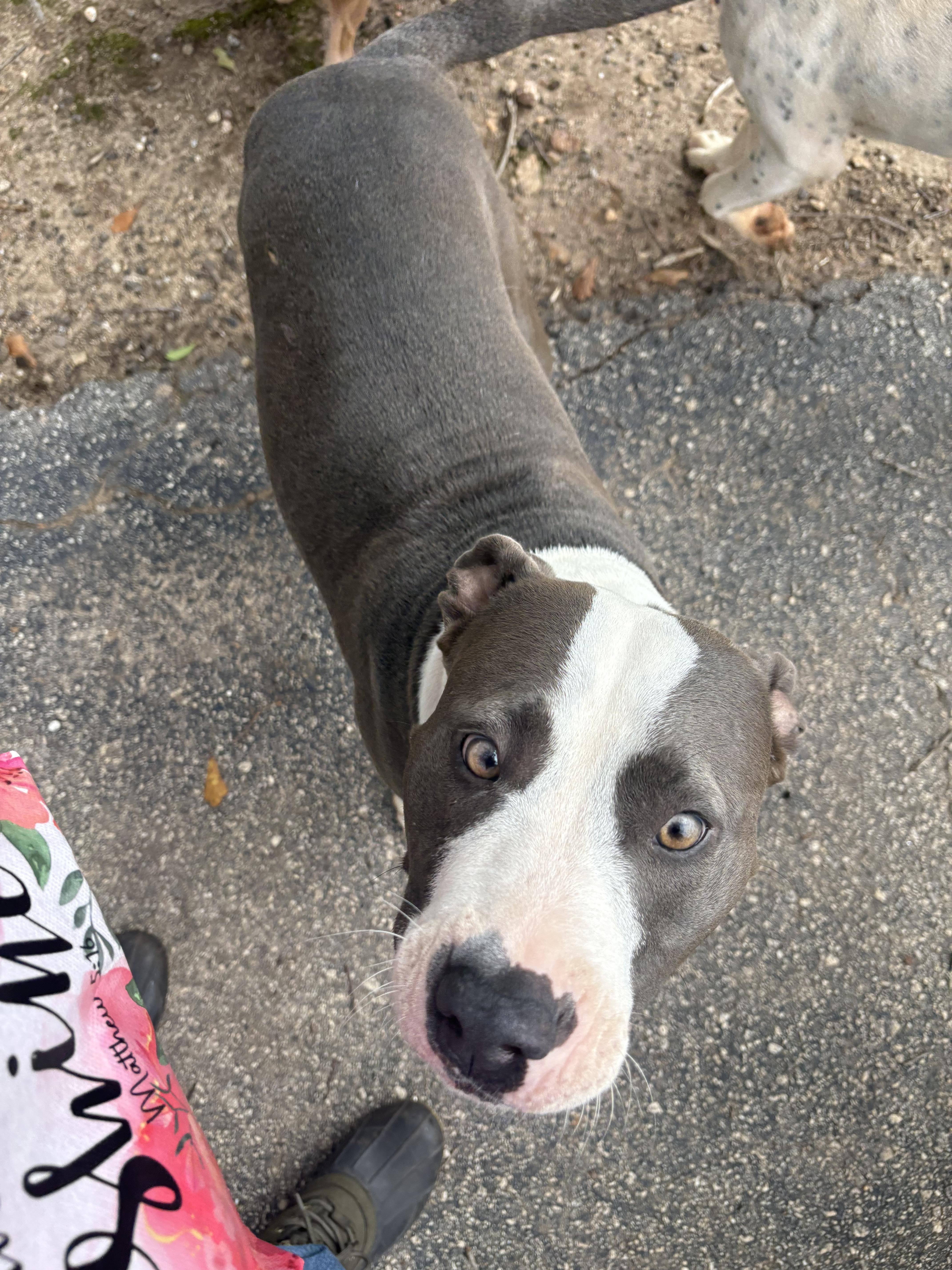 Henry, a ADOPTABLE American Bulldog in Williamston, SC image 4/4