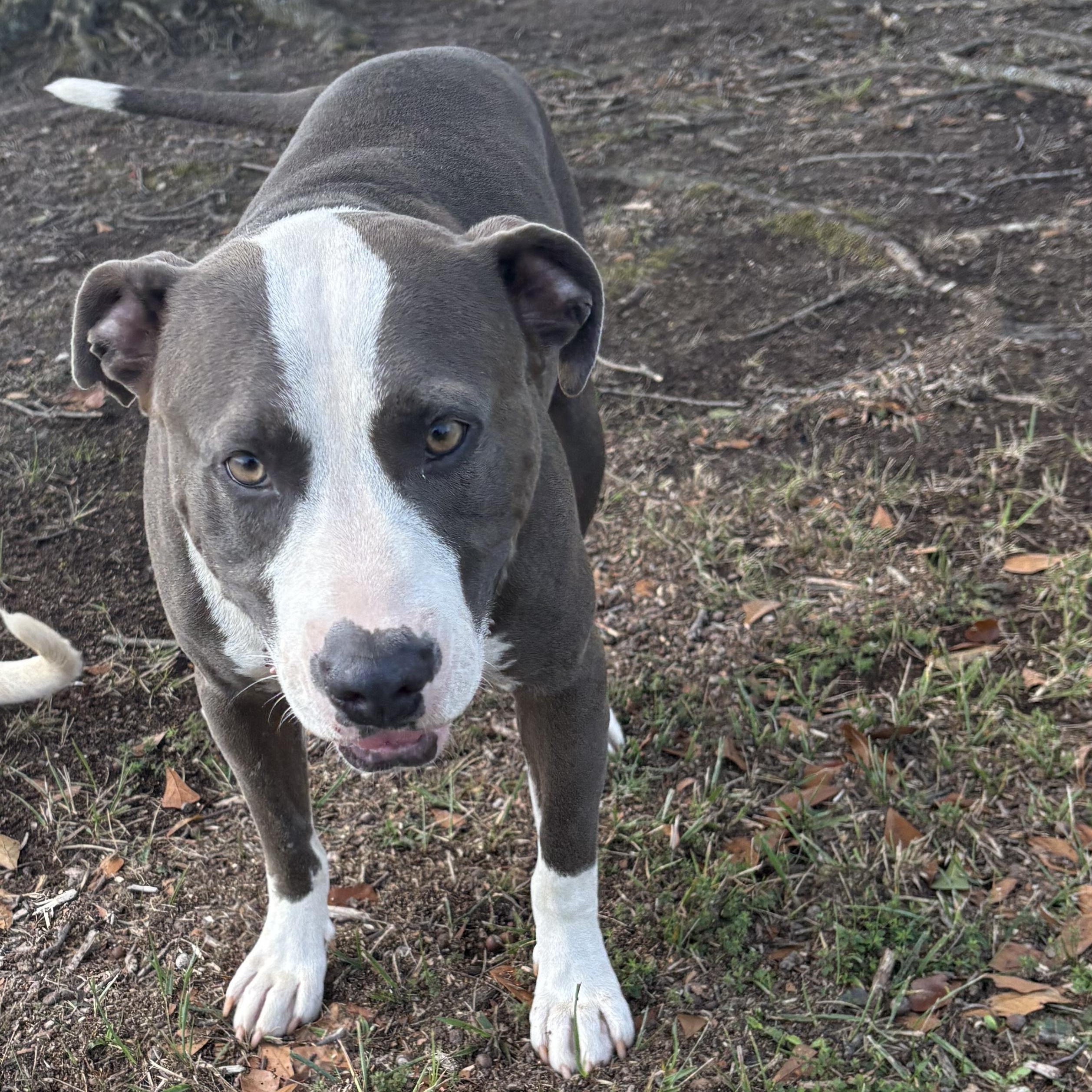 Henry, ADOPTABLE, Young Male American Bulldog.