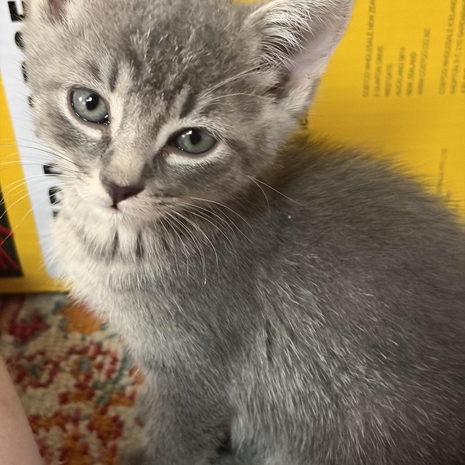 Enlarge Zara, a Adopted mixed breed in Albuquerque, NM image 2/3