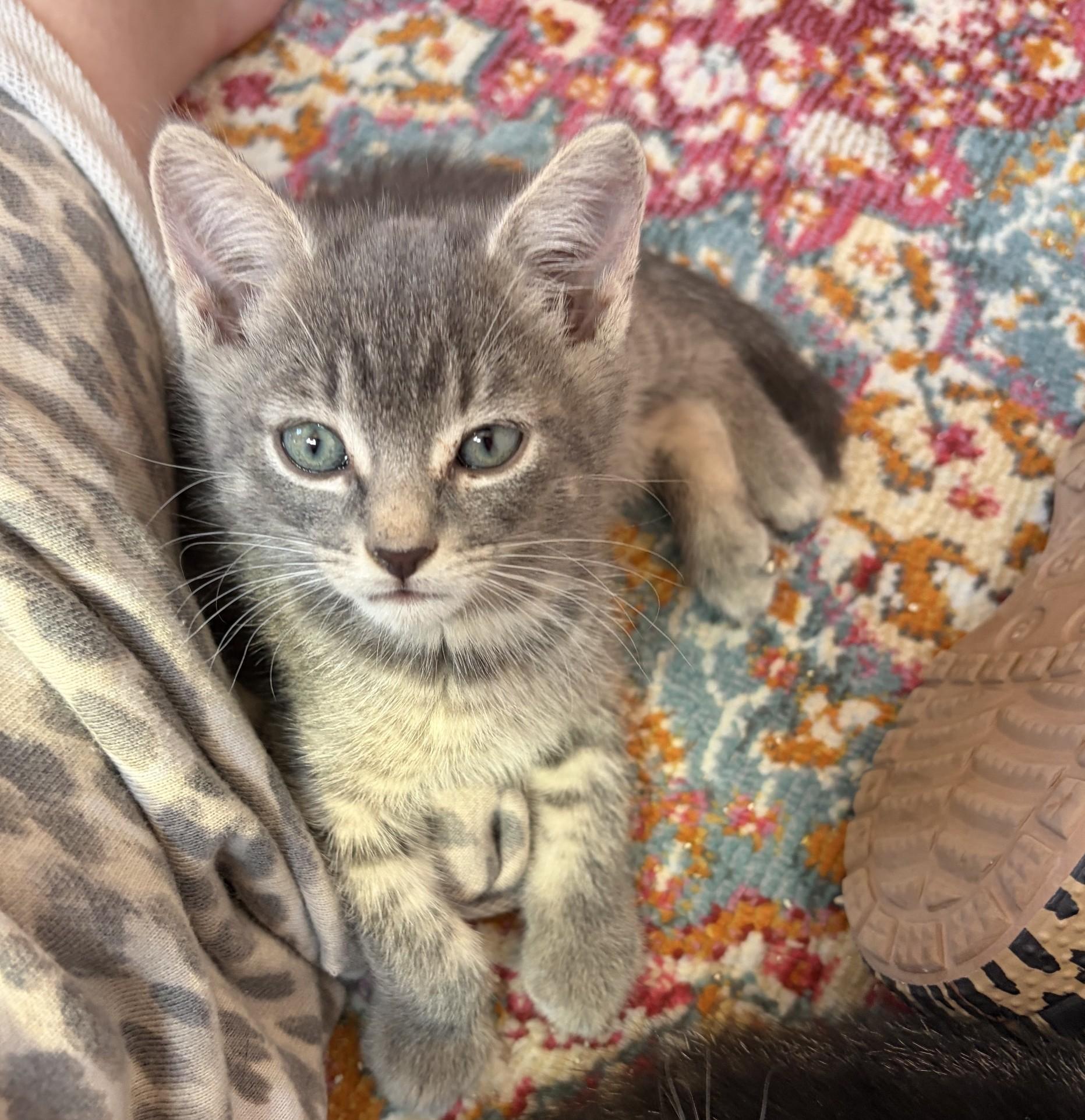 Enlarge Zara, a Adopted mixed breed in Albuquerque, NM image 3/3