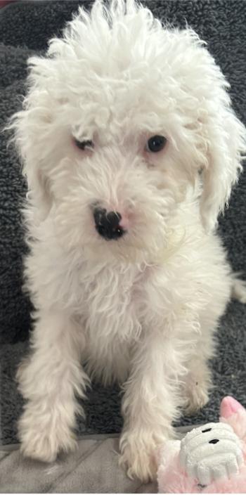 #242 Chloe, Adoptable, Puppy Female Miniature Poodle & Sheep Dog.