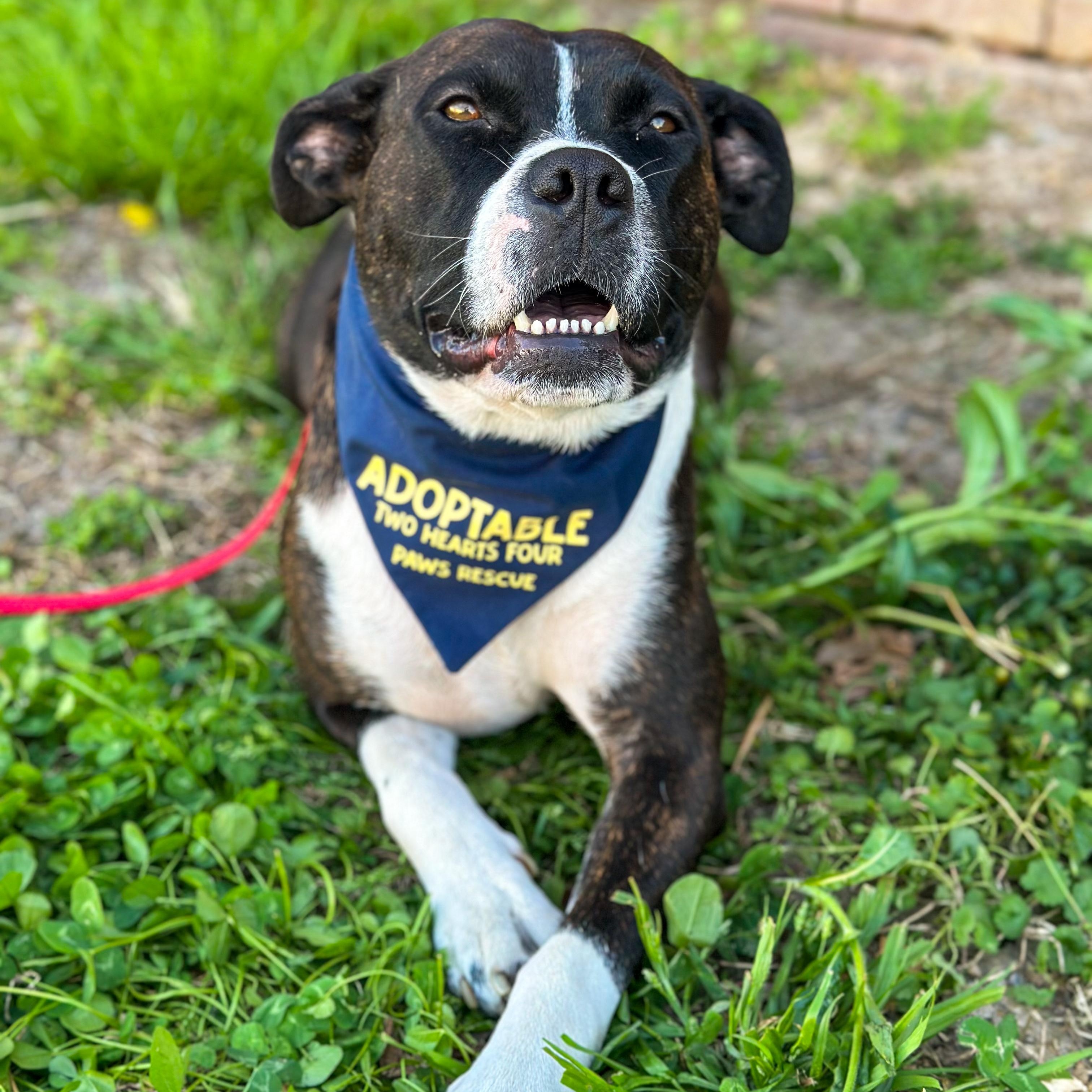 Enlarge Sweet Pea, a ADOPTABLE mixed breed in Charleston , WV image 1/3