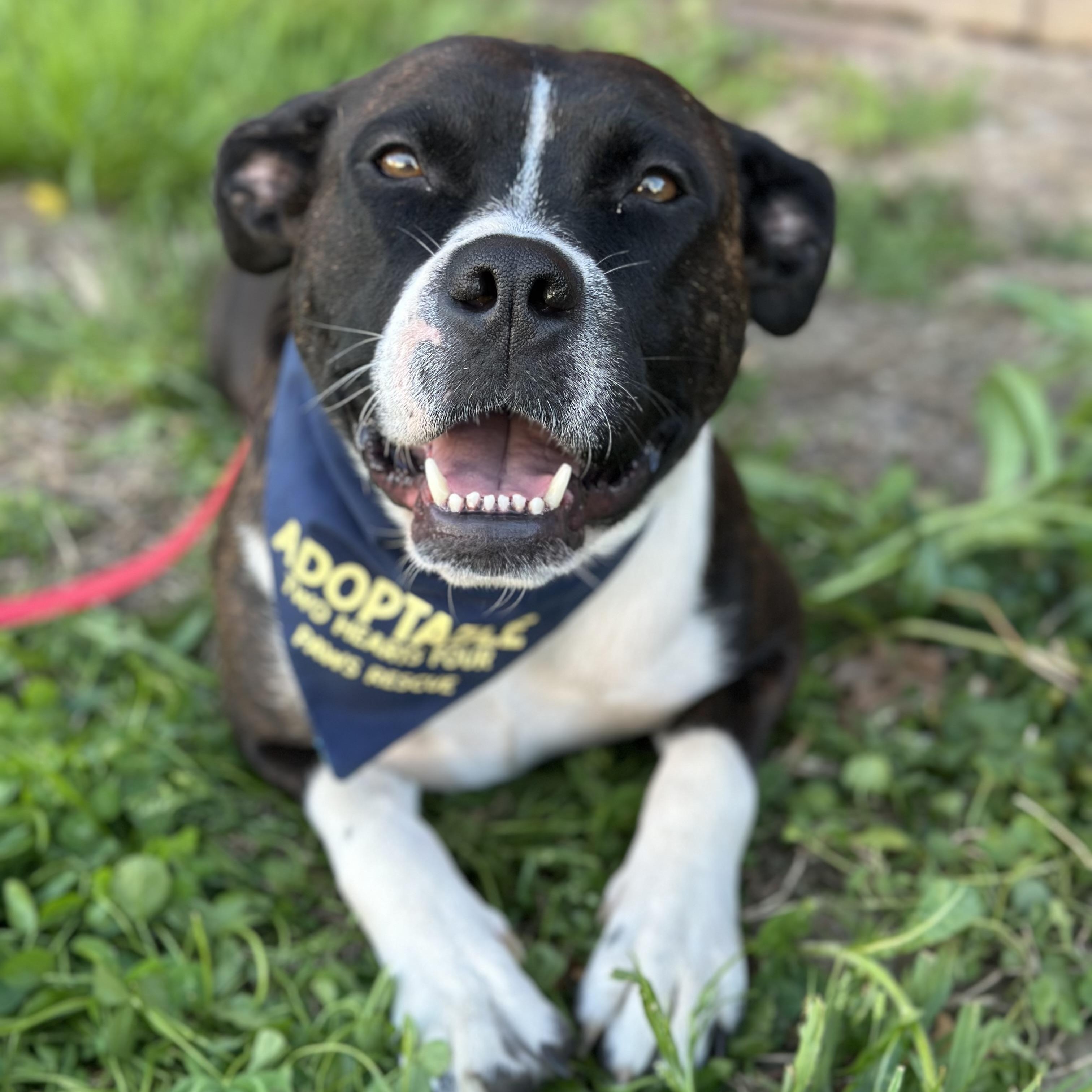 Enlarge Sweet Pea, a ADOPTABLE mixed breed in Charleston , WV image 2/3