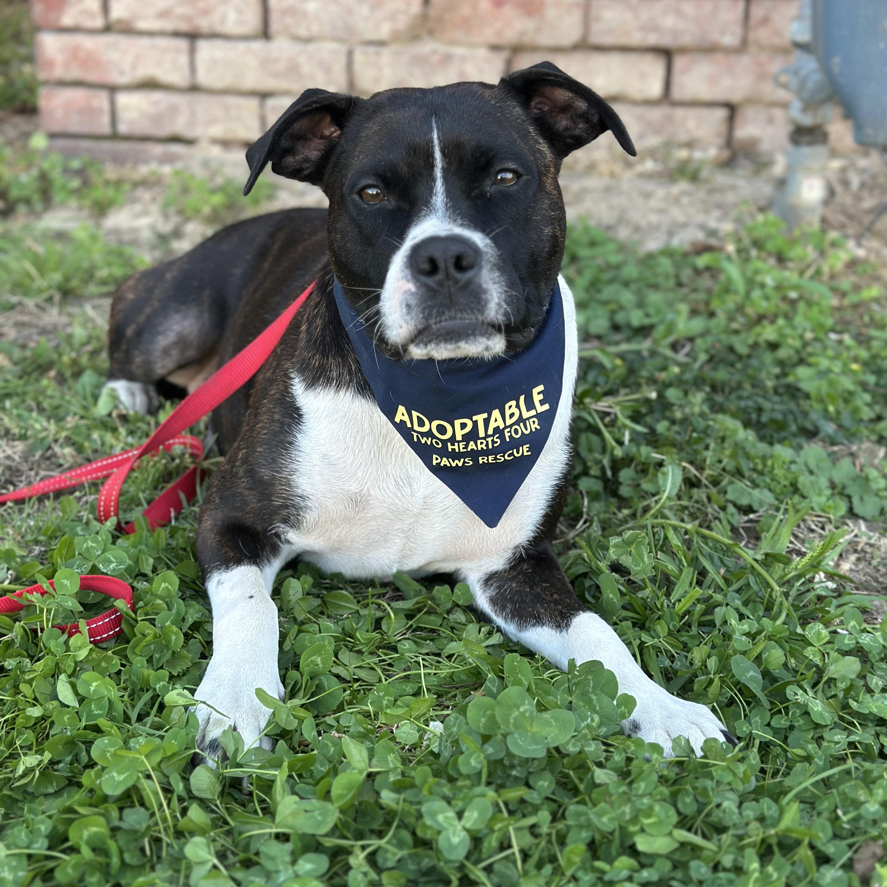 Enlarge Sweet Pea, a ADOPTABLE mixed breed in Charleston , WV image 3/3
