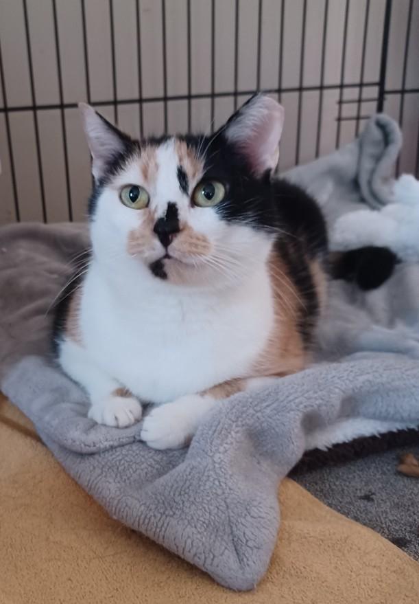 Enlarge Lovey, a ADOPTABLE Calico in Franklinville, NJ image 1/1