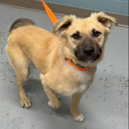 Macaroni, Adoptable, Adult Male Shepherd & Mixed Breed.