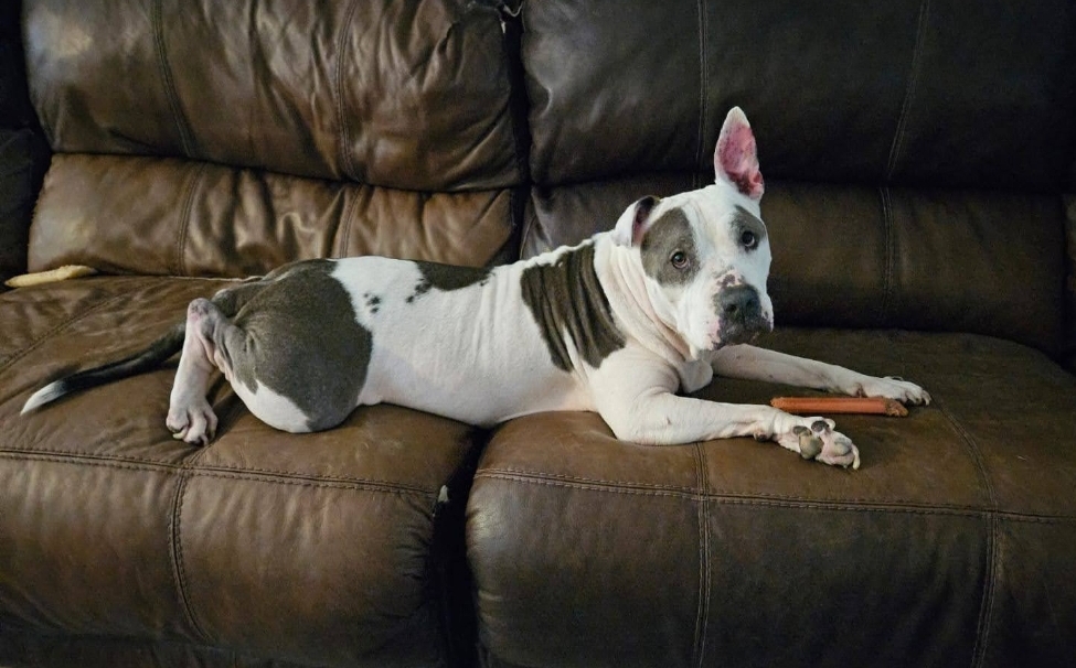 Noble - Forever Foster, a Adoptable Pit Bull Terrier in Houston, TX image 4/5