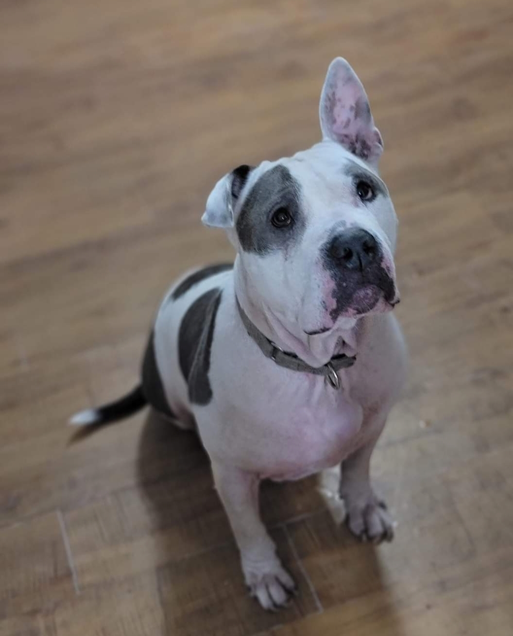 Noble - Forever Foster, a Adoptable Pit Bull Terrier in Houston, TX image 2/5