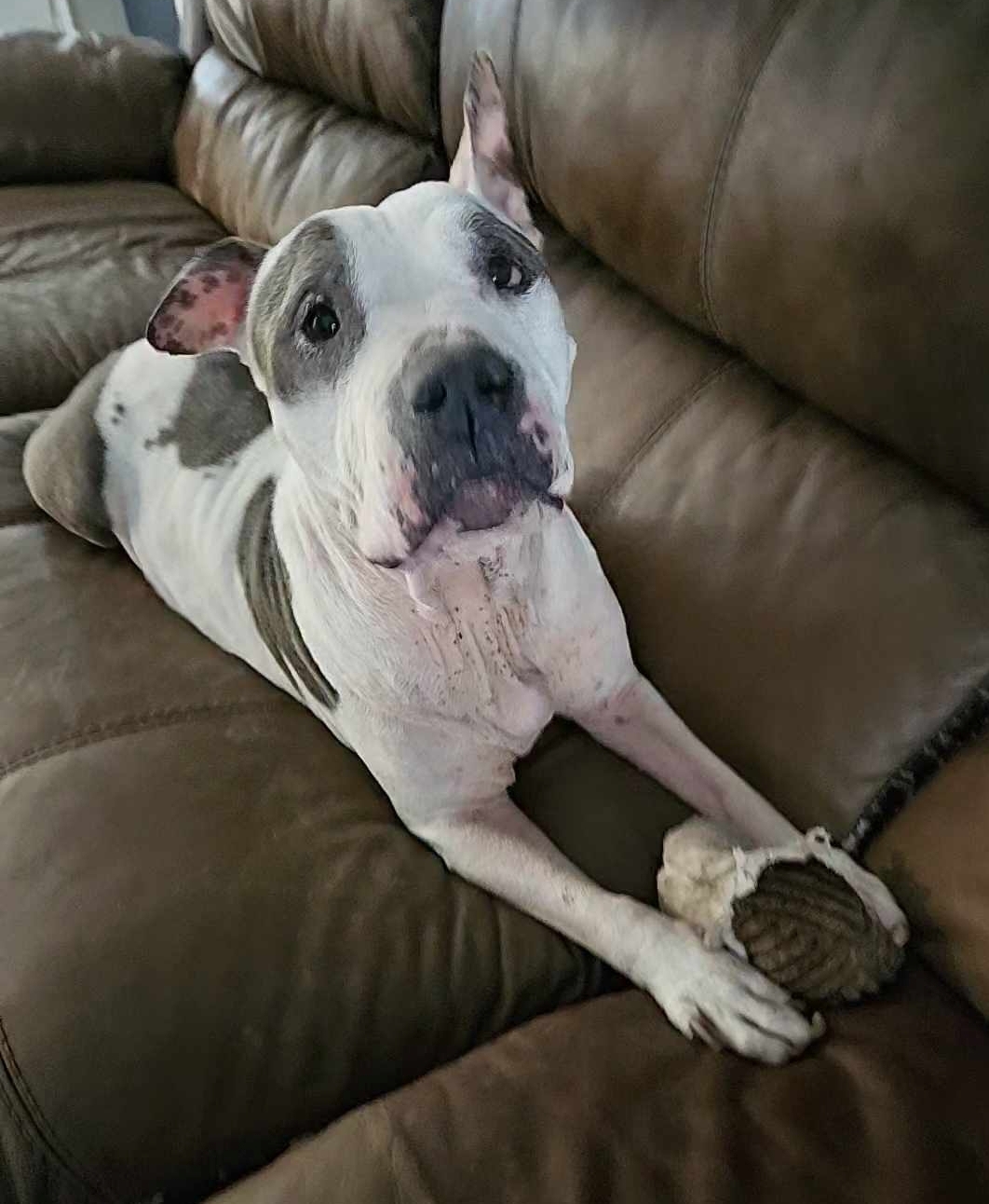 Noble - Forever Foster