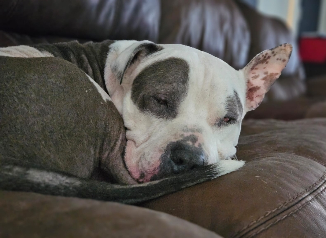 Noble - Forever Foster, a Adoptable Pit Bull Terrier in Houston, TX image 5/5