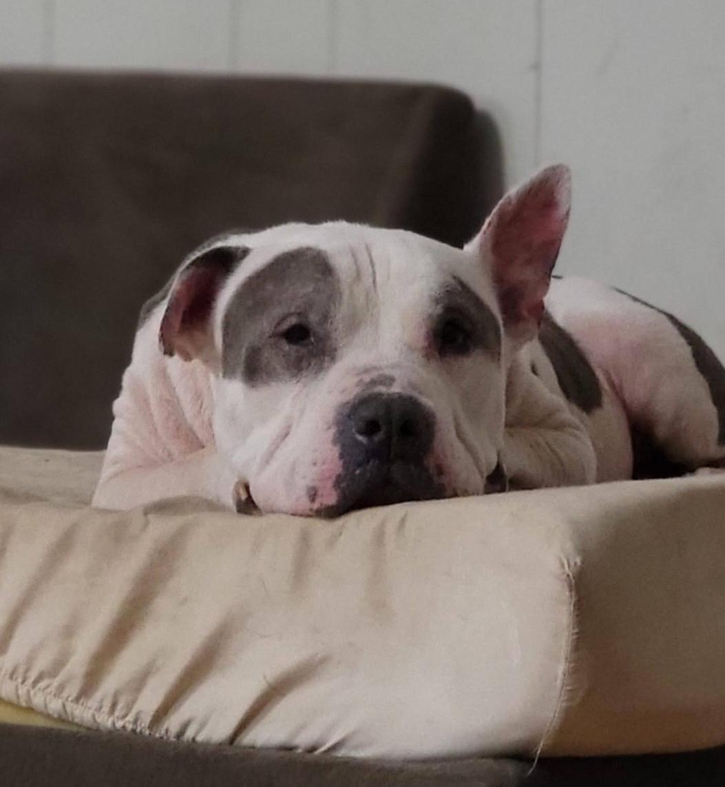 Noble - Forever Foster, a Adoptable Pit Bull Terrier in Houston, TX image 3/5