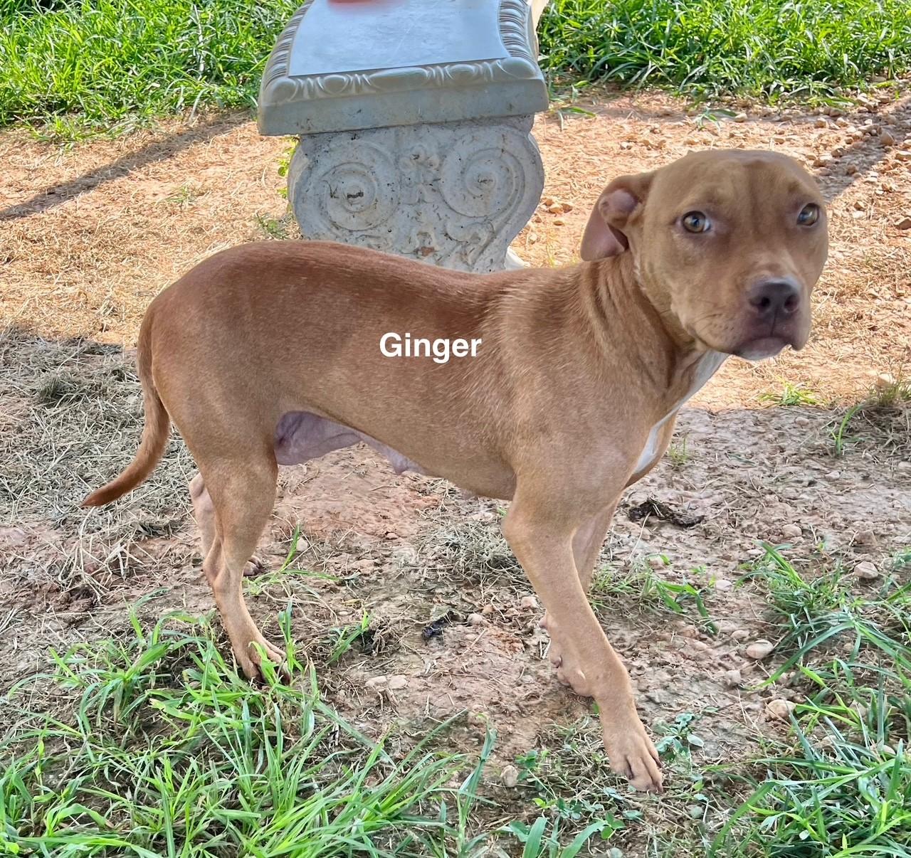 Ginger