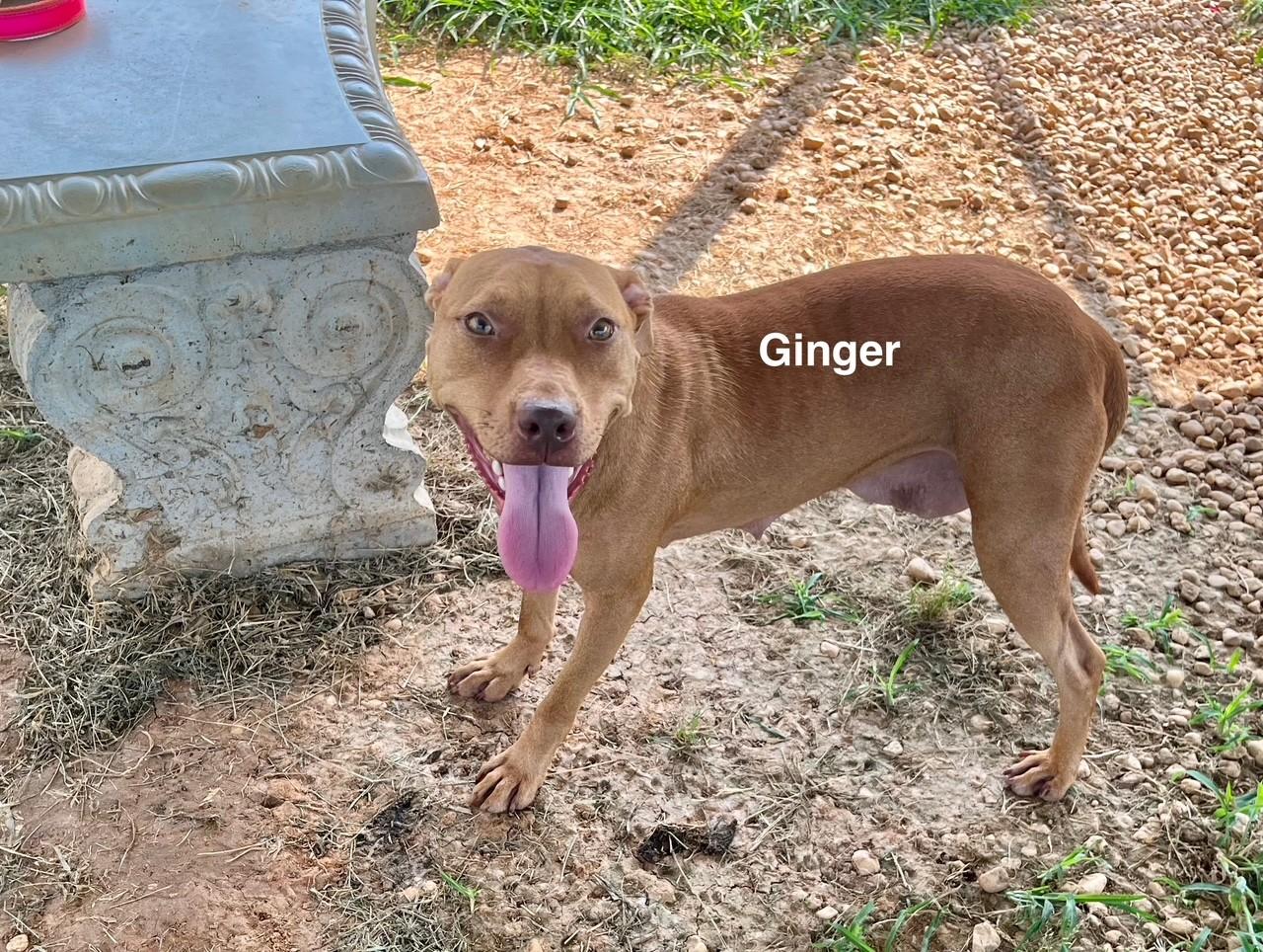 Ginger