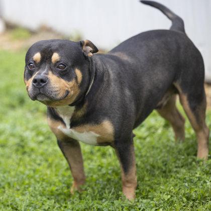 Macaroni, a Adoptable mixed breed in Bedford, IN image 2/6
