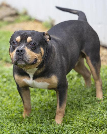 Macaroni, a Adoptable mixed breed in Bedford, IN image 3/6