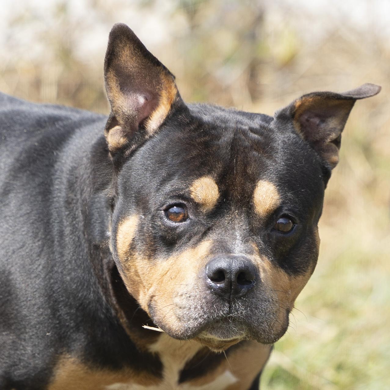 Macaroni, a Adoptable mixed breed in Bedford, IN image 1/6