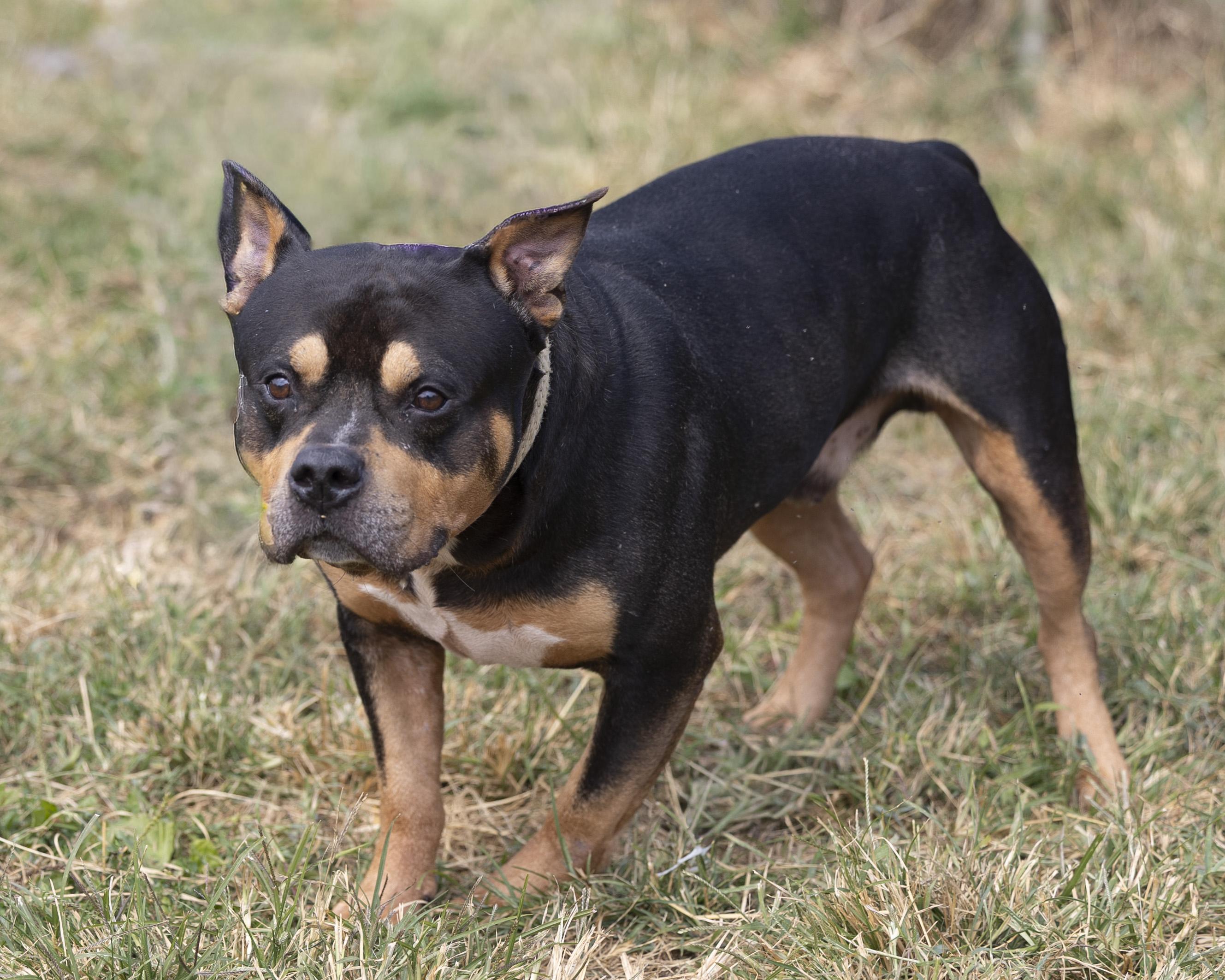 Macaroni, a Adoptable mixed breed in Bedford, IN image 5/6