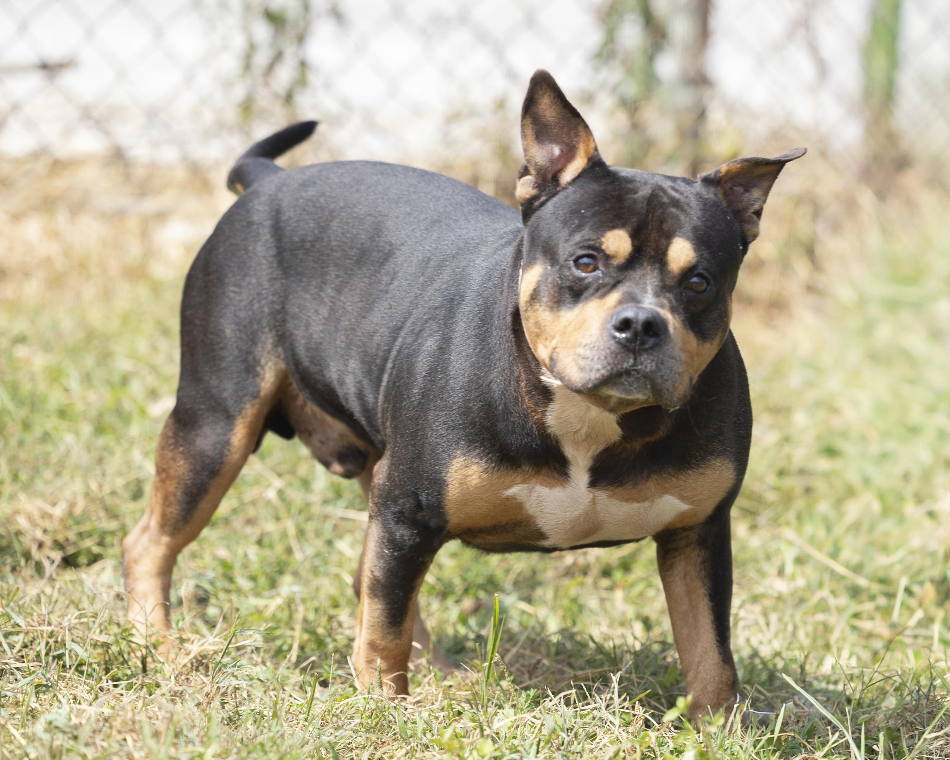 Macaroni, a Adoptable mixed breed in Bedford, IN image 6/6