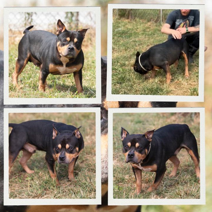 Enlarge Macaroni, a Adoptable mixed breed in Bedford, IN video 4/6