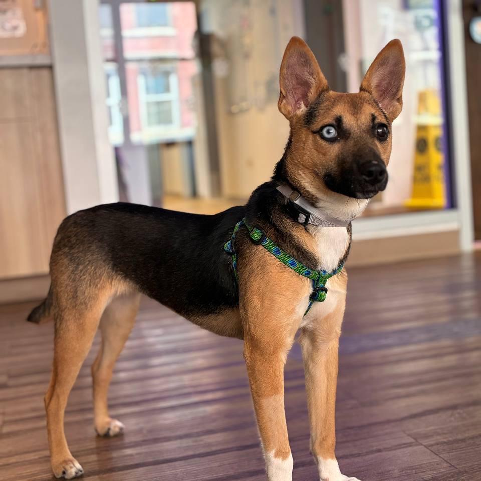 Enlarge Momo, a Adoptable mixed breed in Wantagh, NY image 1/6