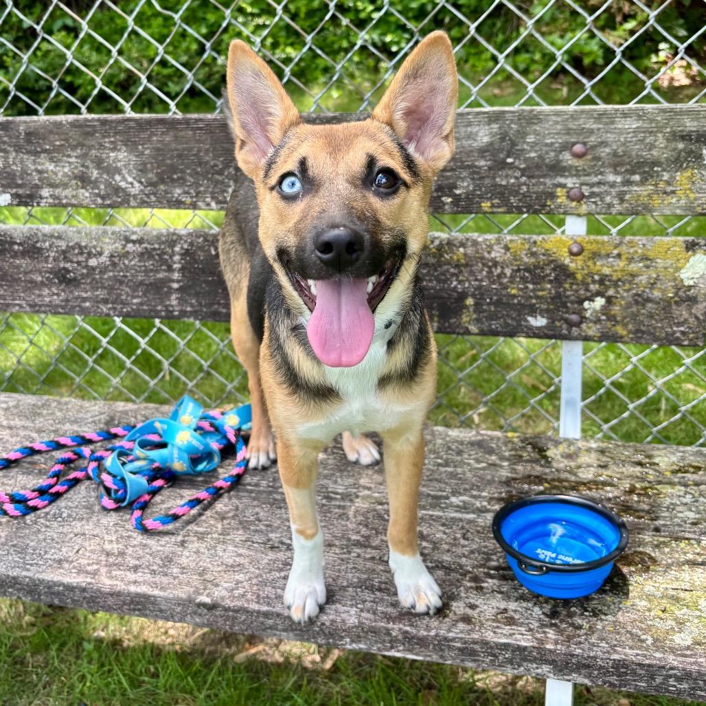 Enlarge Momo, a Adoptable mixed breed in Wantagh, NY image 2/6