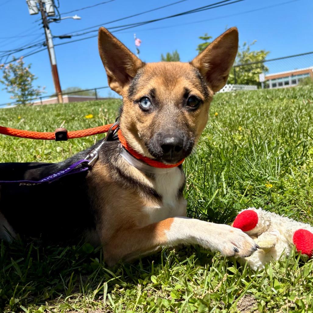 Enlarge Momo, a Adoptable mixed breed in Wantagh, NY image 3/6