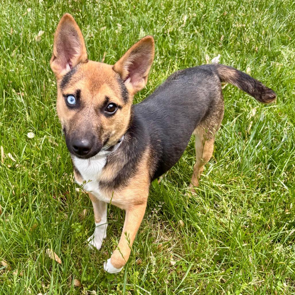 Enlarge Momo, a Adoptable mixed breed in Wantagh, NY image 4/6